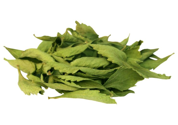 stevia leaves